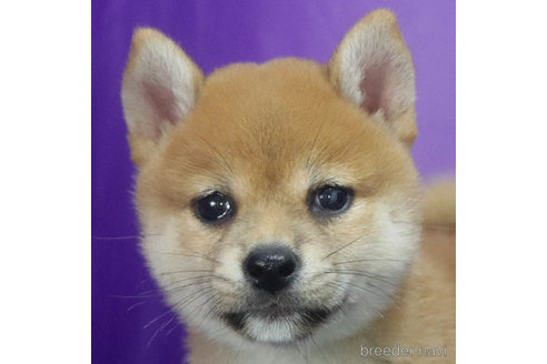 成約済の愛知県の柴犬-322857の2枚目